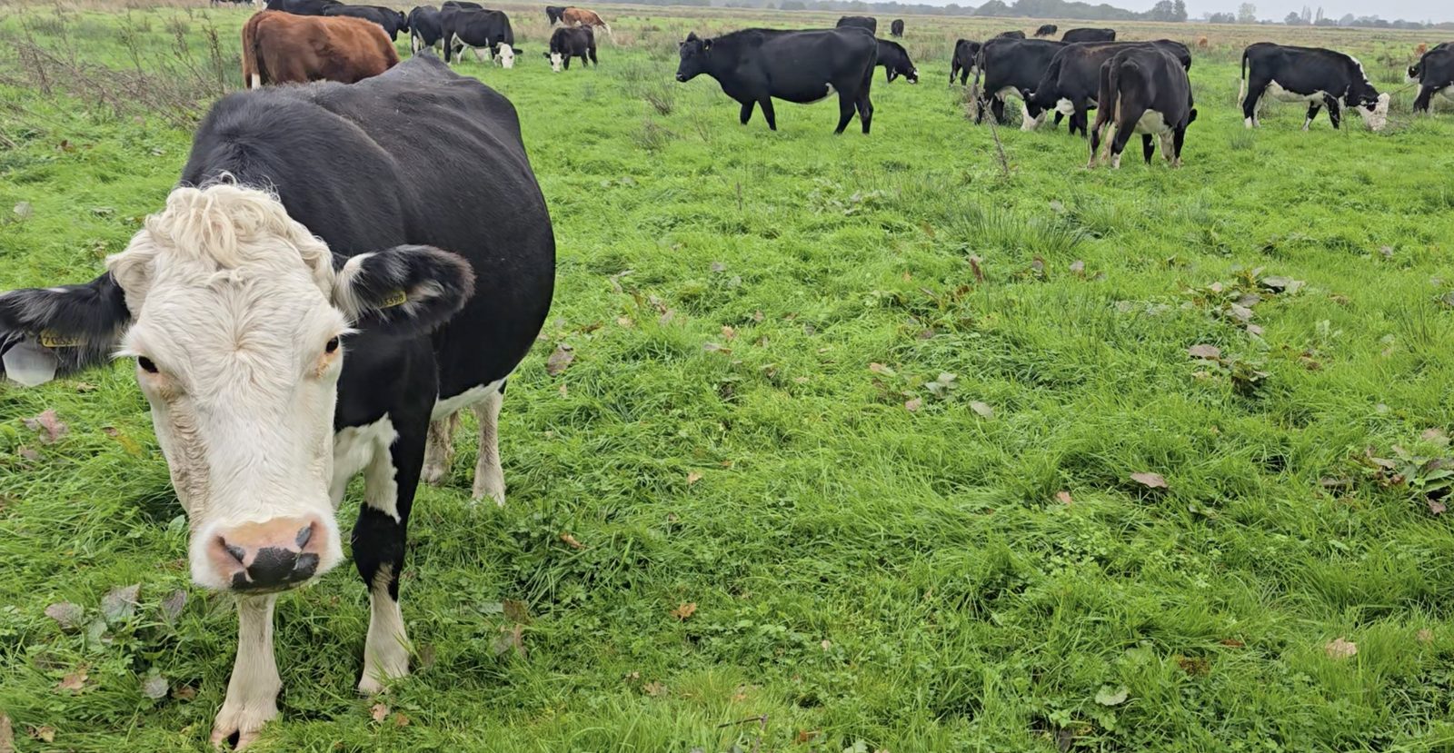 Cattle grazing on a Norfolk walk