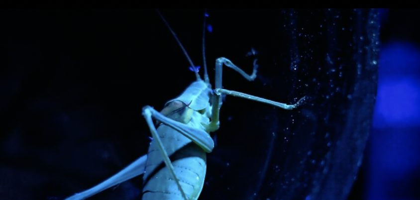 A grasshopper lit by UV light at night