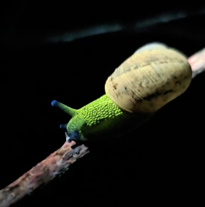 A snail glowing green under UV light