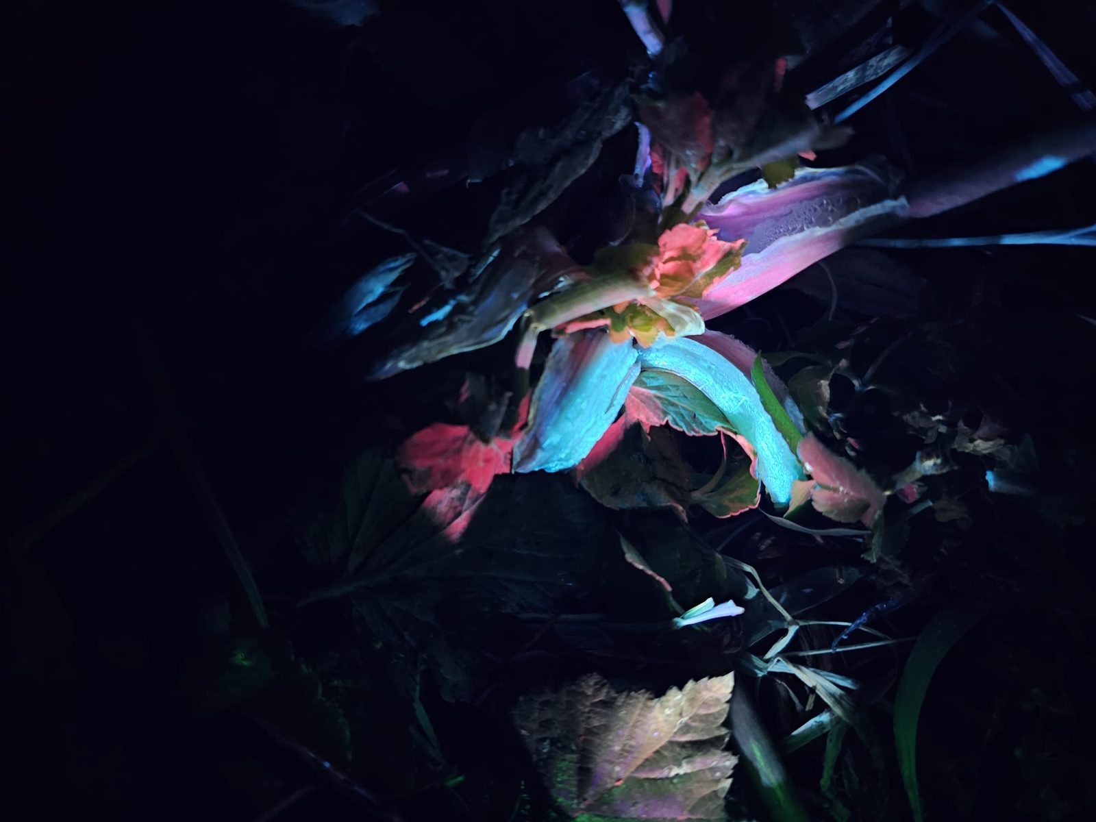A plant glowing pink under UV light